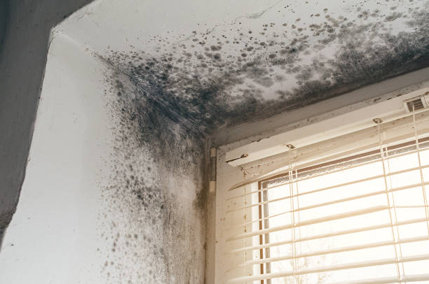 Affordable Mold Remediation solutions in Washington, IL